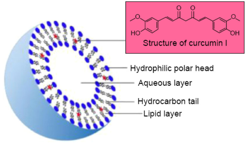 Liposome giúp các thành phần hoạt động hiệu quả hơn trong việc tiêu diệt vi khuẩn gây mụn.